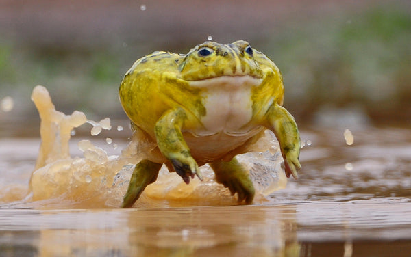 Frogger 2